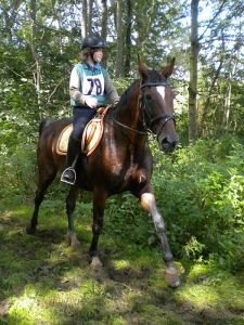 během vytrvalostního dostihu