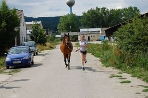 praktické předvádění diagnostiky kulhání
