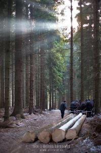 Trojspřeží v lese