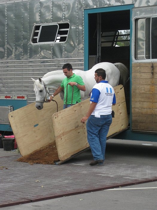 první koně z Chile a Guatelmaly vstupují na půdu Kentucky první koně z Chile a Guatelmaly vstupují na půdu Kentucky