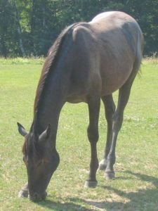 rok a půl staré hříbě a jeho výživný stav