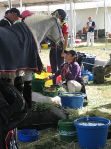 péče o vytrvalostního koně