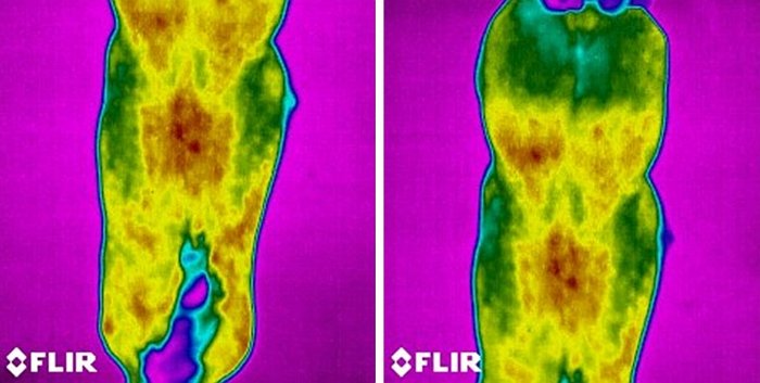 hřbet koně před použitím deky BOT