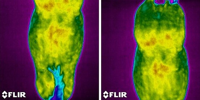 hřbet koně po 14 dnech používání deky BOT