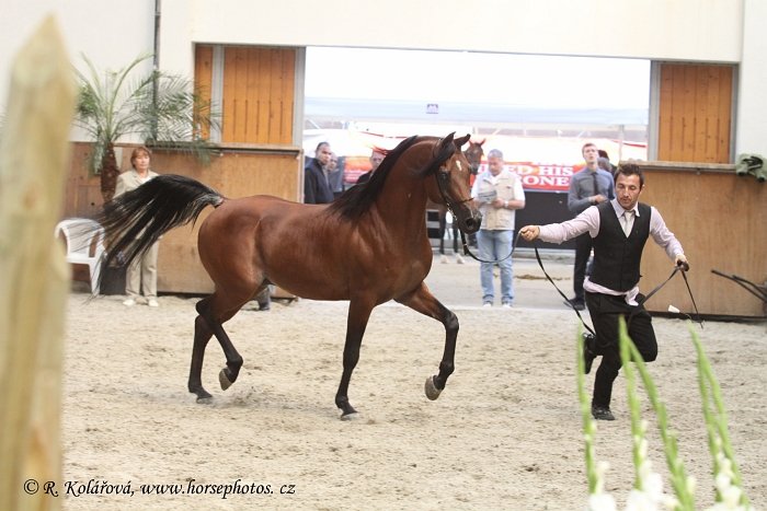 nejlepší arabský kůň egyptského původu