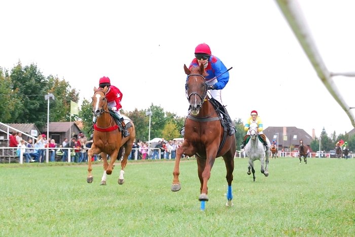 dostih neregistrovaných koní