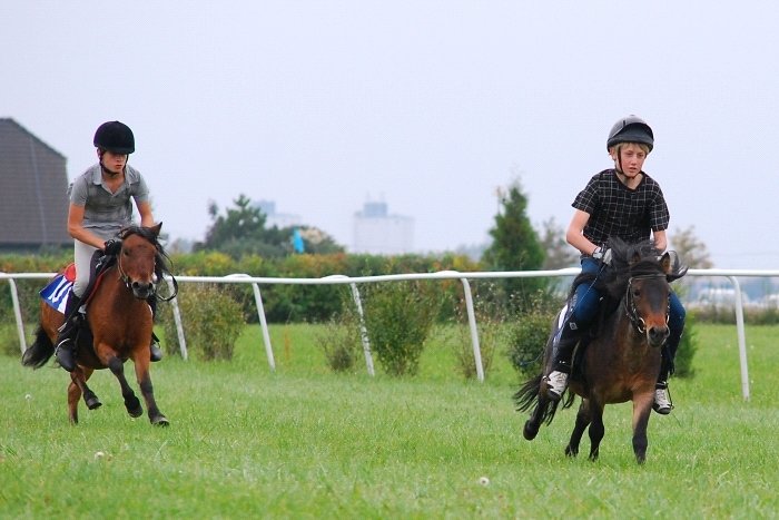 dostih malých poníků