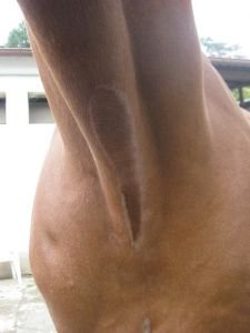 spodní krční vír