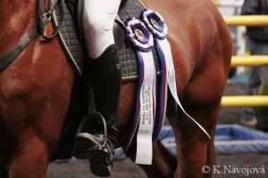 Stužky pro mladé koně