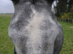 čelní vír posunutý doprava