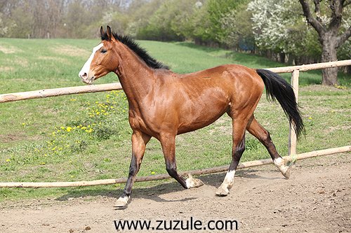 Valach Carry Boy Valach Carry Boy