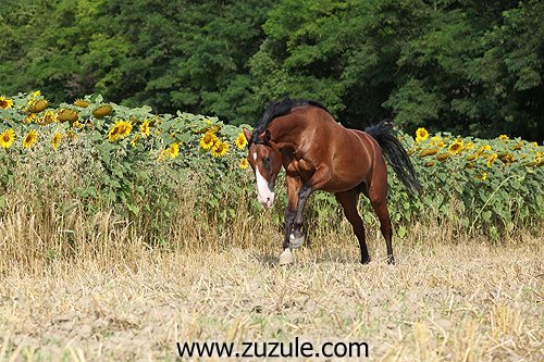 Valach Kasper Valach Kasper