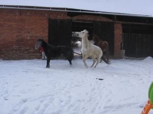 proběhnutí se na rovném dvoře