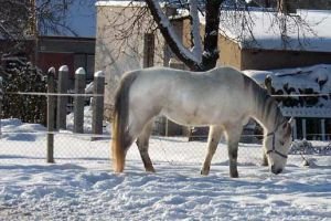 Kůň sv. Martina - Jesica 