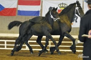 Irving van Dupaumolen - vítěz mezi hřebečky, fríský kůň