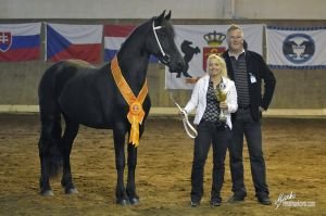 dvouletá April, fríský kůň