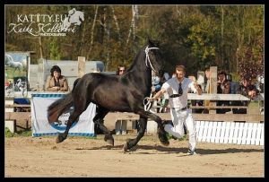 Walkyra z Kočičího dvora - fríský kůň