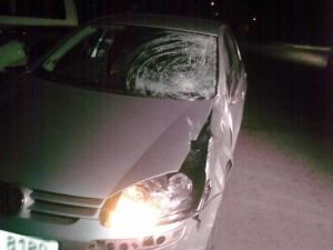 Mladému řidiči zkřížil cestu kůň...