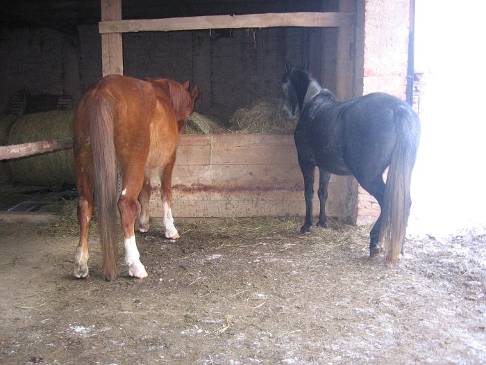 seno za přepážkou