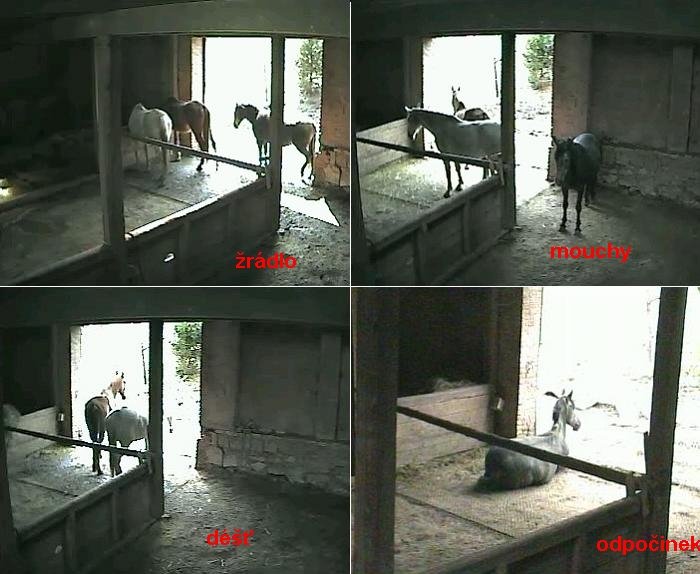 čtyři pádné důvody, proč nevylézat ze stodoly