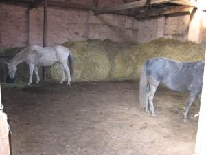 krmení jádrem ve stodole