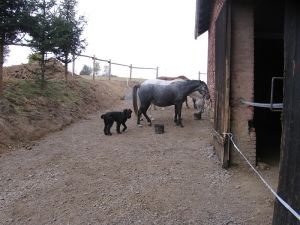 krmení koní jádrem před stodolou