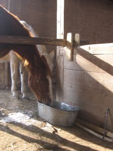 napájení koní v třeskuté zimě