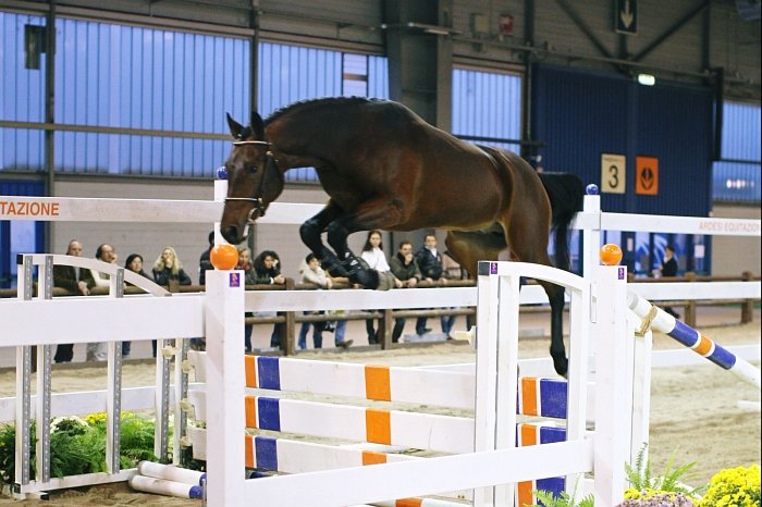 Fieracavalli 2010 Fieracavalli 2010