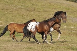 Koně musí mít možnost vyřádit se ve výběhu