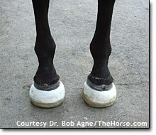 Přiložení kopytního kastu