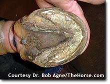 pronikající rána ve střelce