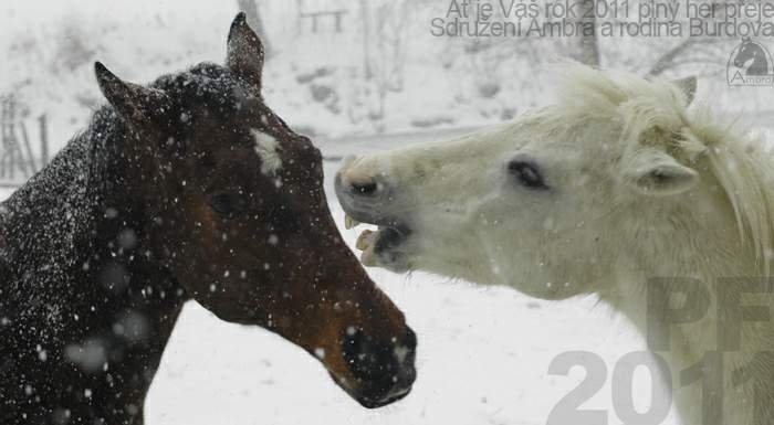 PF 2011 Burdovi a sdružení Ambra PF 2011 Burdovi a sdružení Ambra