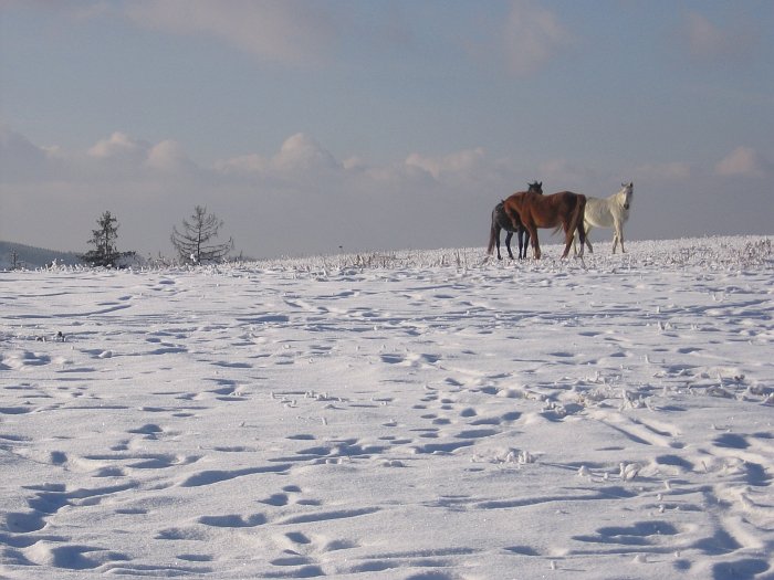 koně v zimě
