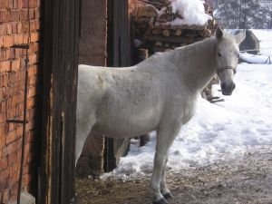 zimní srst, přístřešek a seno jsou tři základní podmínky překonání zimy venku