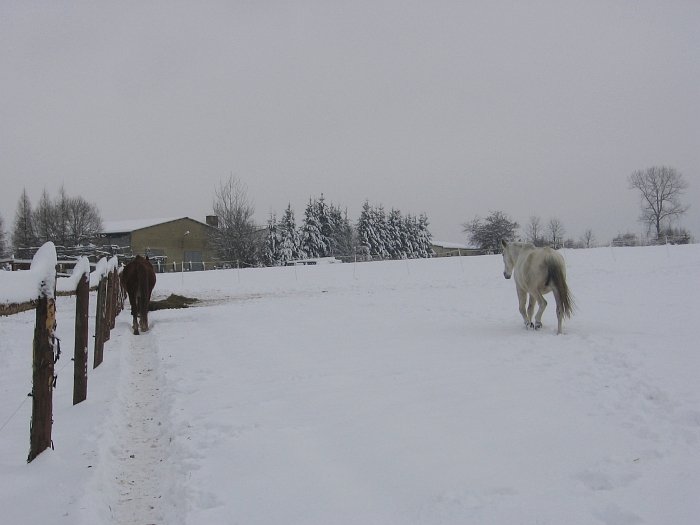 koně donutí k pohybu krmení
