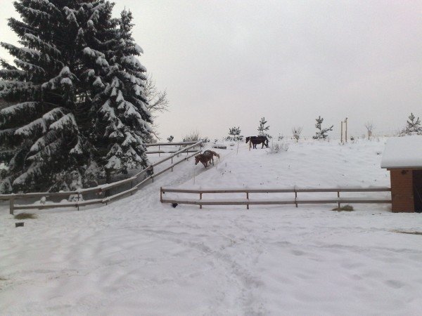 paddock paradise Aleny Vostatkové paddock paradise Aleny Vostatkové