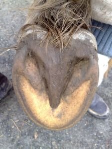 kopyto upravované podle metody natural trim (archiv Aleny Vostatkové)