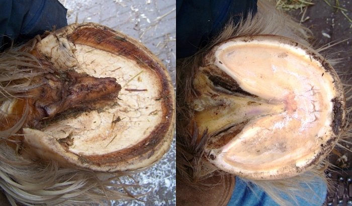 přerostlé pravidelné a zdravé kopyto před a po úpravě s viditelnými otlaky přerostlé pravidelné a zdravé kopyto před a po úpravě s viditelnými otlaky