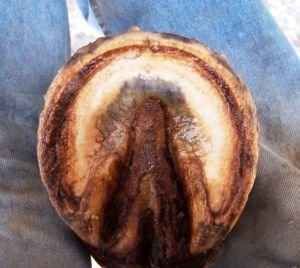 přirozeně opotřebované kopyto v zimě