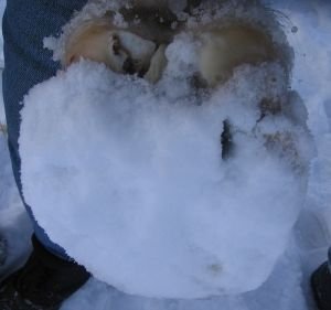 nášlapek na bosém kopytě