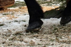 nášlapek v okovaném kopytě