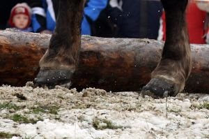 nášlapky v okovaných kopytech