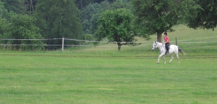 základní trénink lze provádět i na pastvině základní trénink lze provádět i na pastvině
