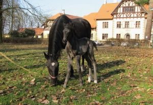 První slatiňanský přírůstek