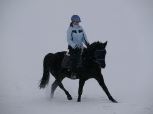 zimní přiježďování vytrvalostního koně