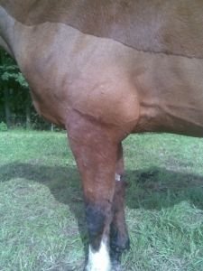 loket Zipa v létě 2010