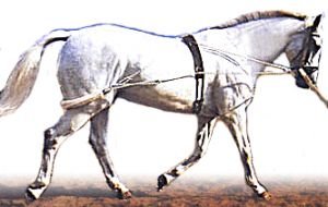 Kůň si škube v hubě pohybem svých vlastních zadních nohou