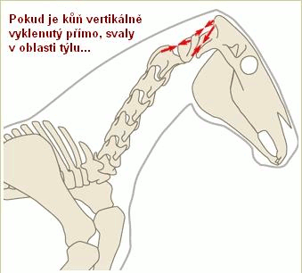 Šíjový vaz je natažitelný vaz, který jde od zadní strany lebky ke kohoutku