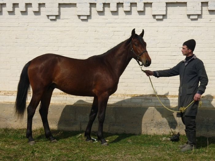 Malkinský žrebčín - 2-ročný žrebec na predaj