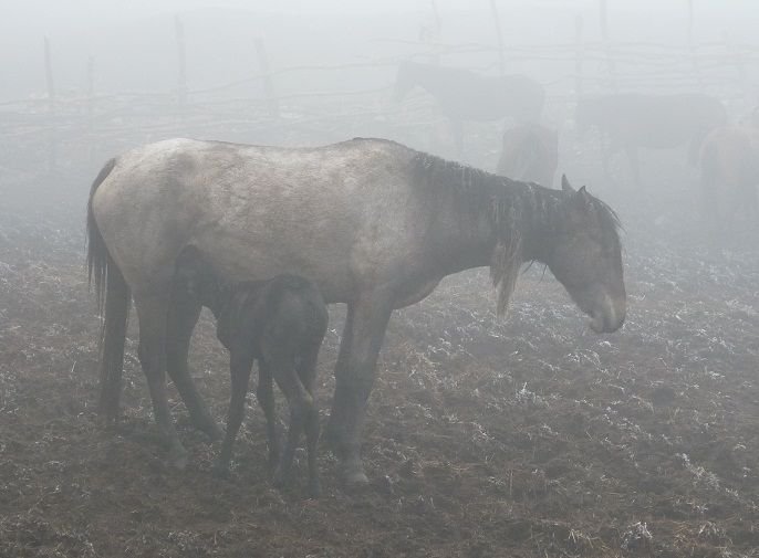 Kobyla a žriebä Kobyla a žriebä